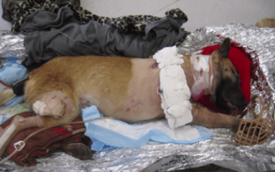 Military Dog Saves Soldier On The Battlefield &ndash; Soldier Pays Him Back In Kindest Way