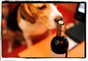 Texas Movie Theater Welcomes Dogs AND Offers Bottomless Wine
