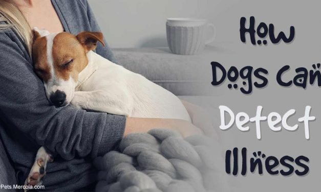 How Your Dog Knows When You’re Sick, Even Before You