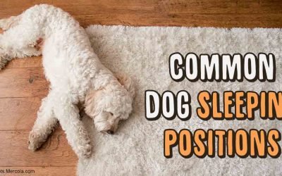 6 Dog Sleeping Positions and What Each Says About Your Dog’s Mood