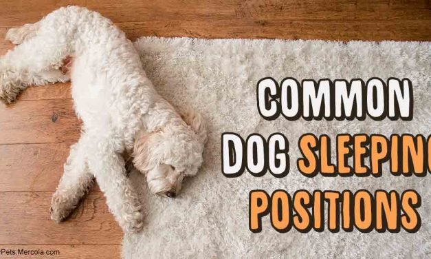 6 Dog Sleeping Positions and What Each Says About Your Dog’s Mood