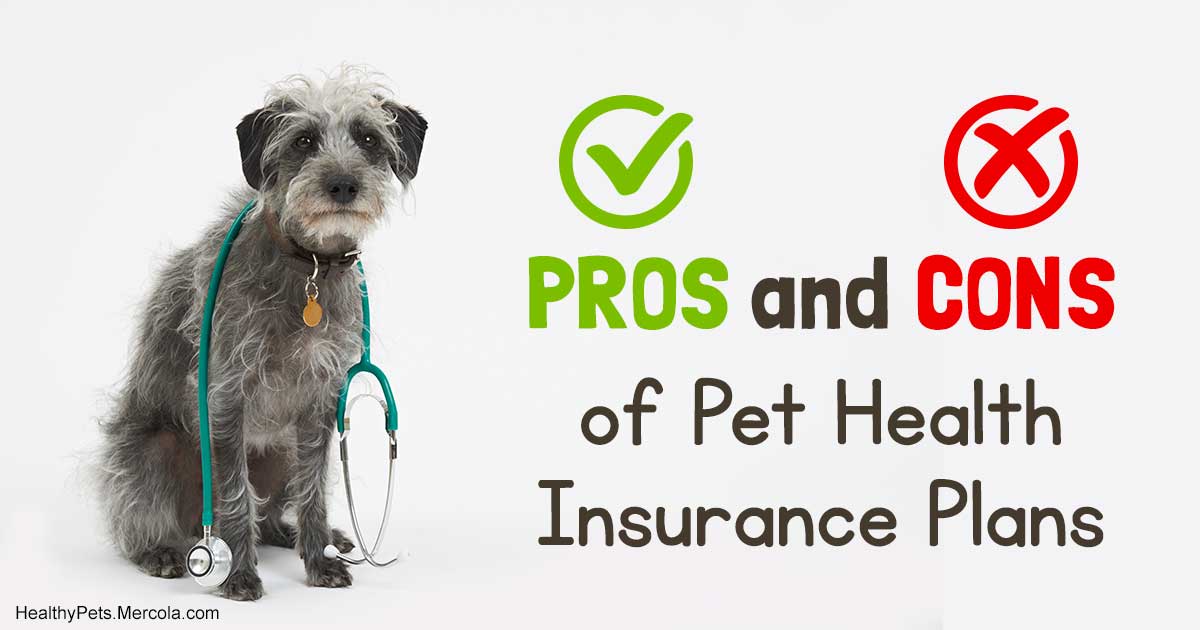 Is pet insurance worth the cost of premiums?