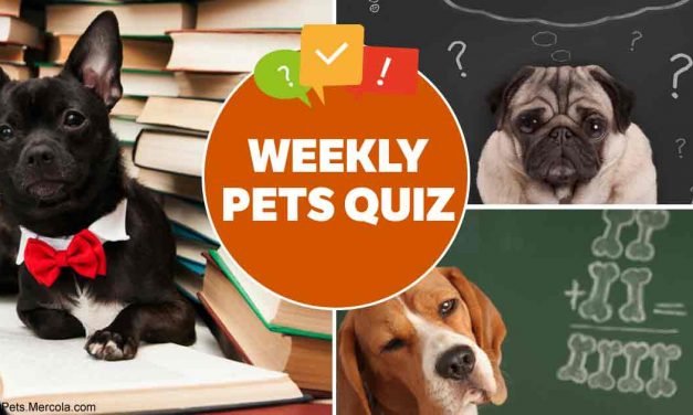 Weekly pet quiz &mdash; Vaccination, cat responses and pet food