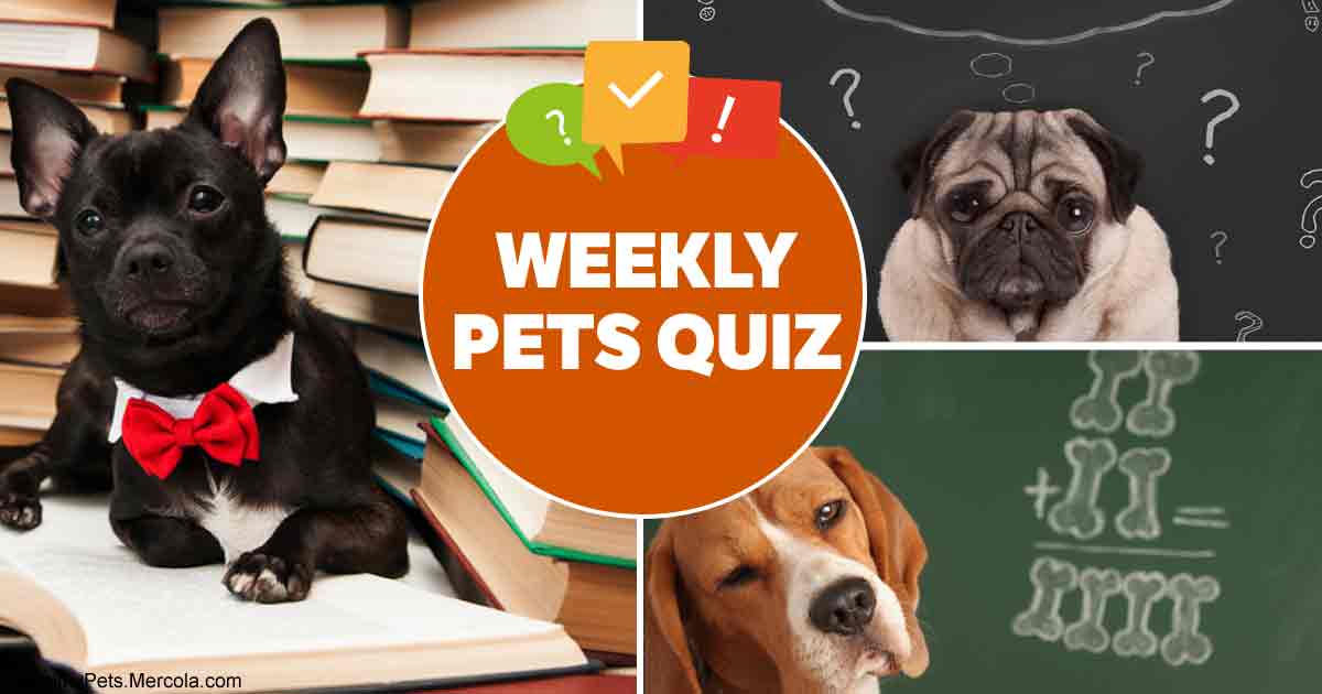Weekly pet quiz — Vaccination, cat responses and pet food