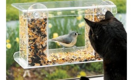 Window-Mount See-Through Tray Bird Feeder