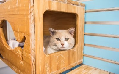 Sponsored: It’s kitten adoption season! What to consider before you pounce