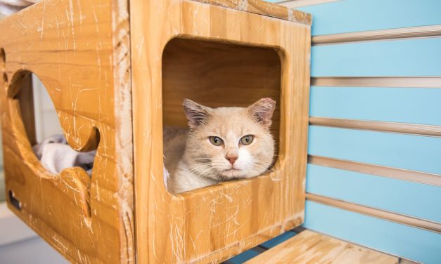 Sponsored: It&rsquo;s kitten adoption season! What to consider before you pounce