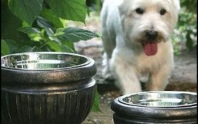 Put dog bowls in planters for a nice look for the patio! #dogdiy