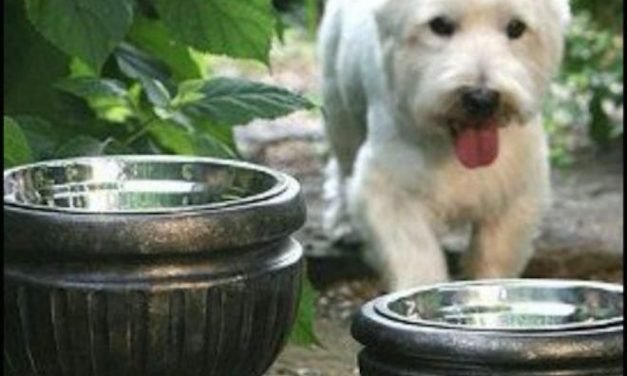 Put dog bowls in planters for a nice look for the patio! #dogdiy