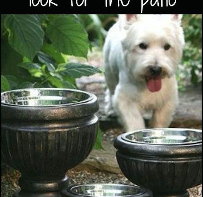 Put dog bowls in planters for a nice look for the patio! #dogdiy