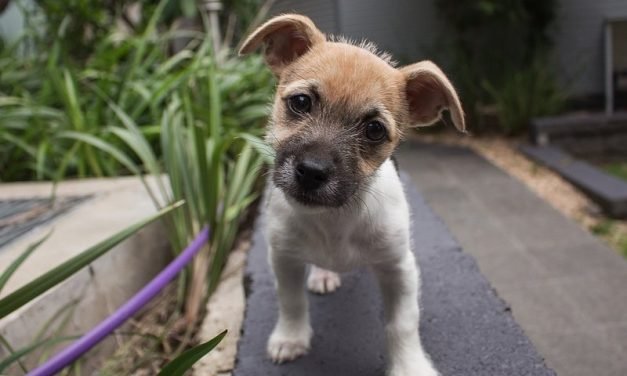 8 signs that your pet is lonely and how to help