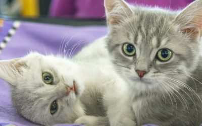 6 signs you're ready to get a second pet
