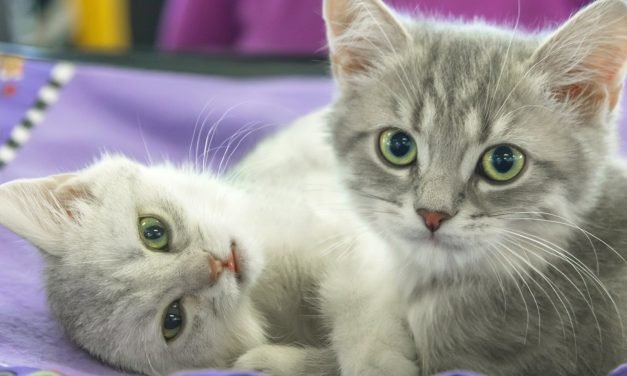 6 signs you're ready to get a second pet