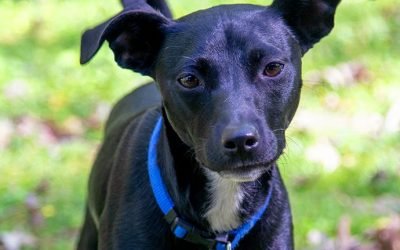Your Afternoon Animal Fix – AdoPtville