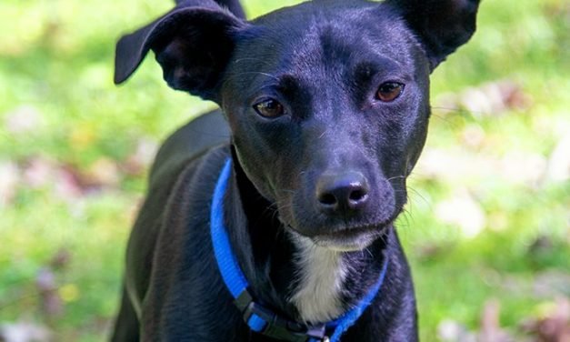 Your Afternoon Animal Fix &ndash; AdoPtville
