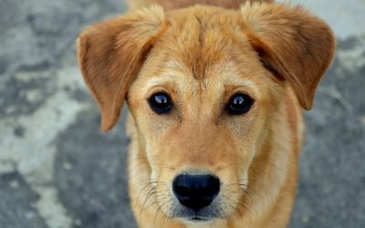 Pet Industry Economics: What You Need to Know