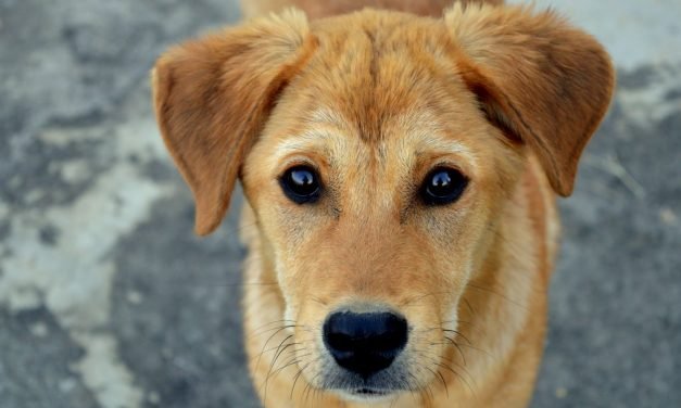Pet Industry Economics: What You Need to Know