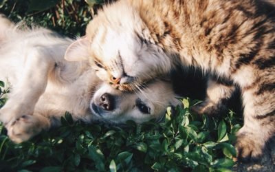 Top Gifts for Your Pet for Christmas