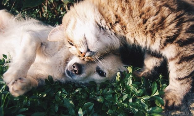 Top Gifts for Your Pet for Christmas