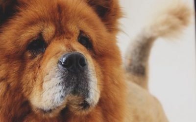 Before Flying With a Pet, Know These 6 Debunked Pet Travel Myths