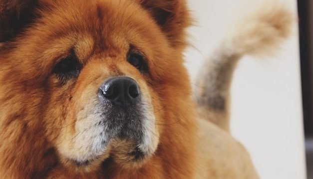 Before Flying With a Pet, Know These 6 Debunked Pet Travel Myths