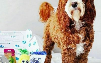 The Best Subscription Boxes For Every Kind Of Pet
