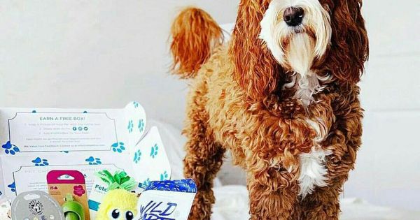The Best Subscription Boxes For Every Kind Of Pet
