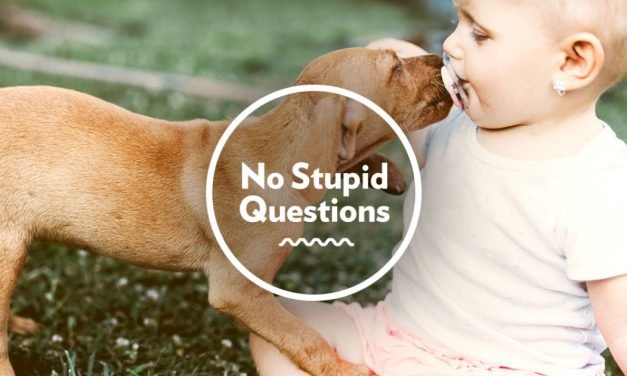 How Do I Introduce My Pets to My New Baby?