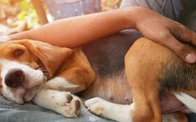 Why do dogs get hiccups?