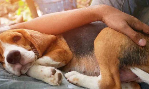 Why do dogs get hiccups?