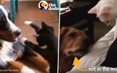Cats can be dog people, too