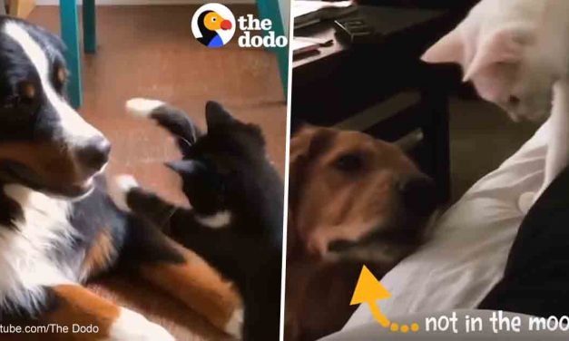 Cats can be dog people, too