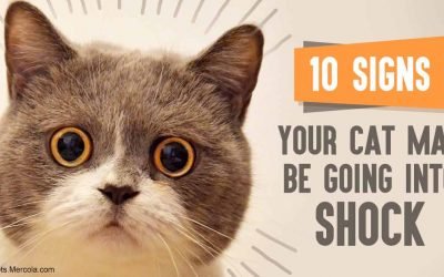 10 signs your cat may be going into shock
