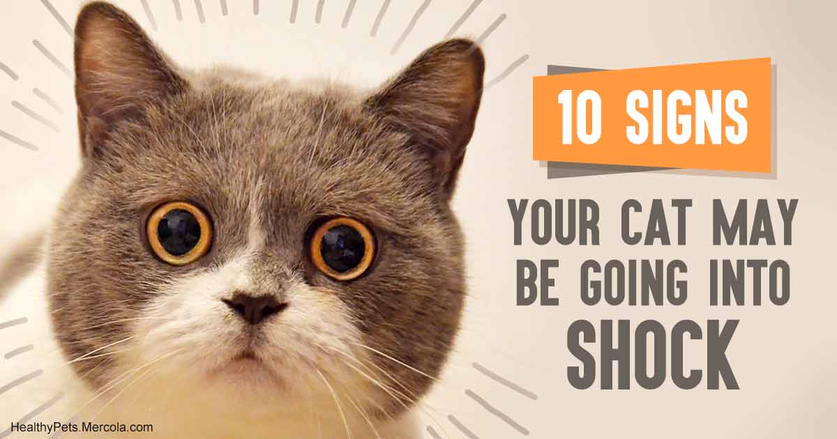 10 signs your cat may be going into shock