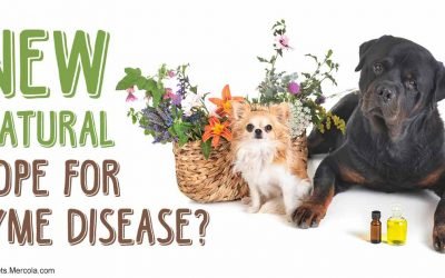 Simple new tool for eradicating resistant Lyme disease