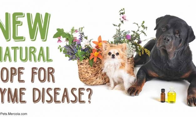 Simple new tool for eradicating resistant Lyme disease