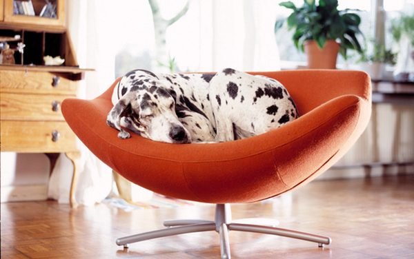 The 10 Best Apartment Dogs Might Surprise You