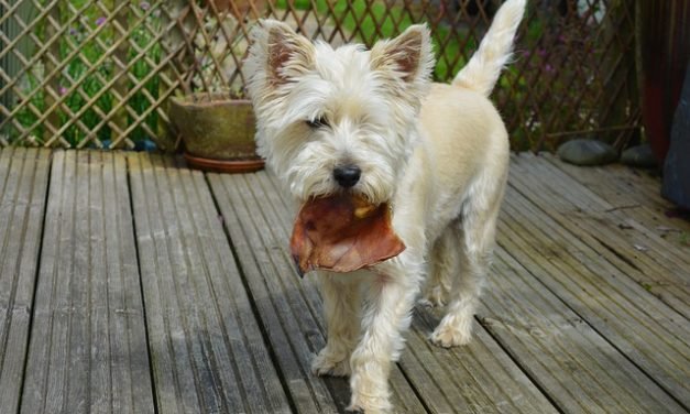 RECALL: CDC Expands Pig Ear Treats Recall to 27 States Amid Salmonella Outbreak