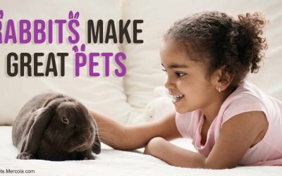4 rules that can help make rabbits wonderful, happy pets