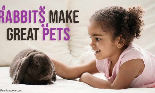 4 rules that can help make rabbits wonderful, happy pets