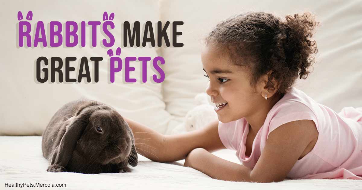 4 rules that can help make rabbits wonderful, happy pets