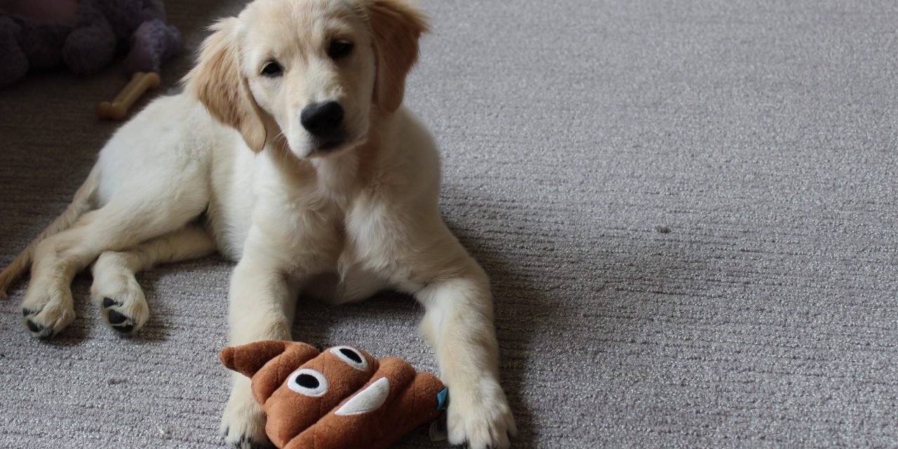 I bought 15 popular puppy products on Amazon—and only some are actually worth it