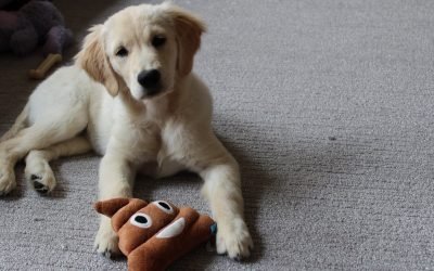 I bought 15 popular puppy products on Amazon—and only some are actually worth it