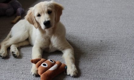 I bought 15 popular puppy products on Amazon—and only some are actually worth it