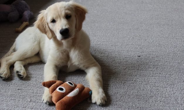 I bought 15 popular puppy products on Amazon&mdash;and only some are actually worth it