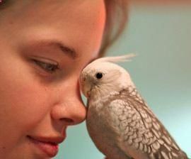 Pets Care – How to Care for Your Pet Bird – Tips resources for feeding housing enrichment and more for parrots and other birds kept as pets