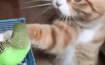 The cat won't hurt bird❤️ #kitty #kitten #cat #cats #lovemycat #pet #pets #lovelycat #funnypictures #cutecats #funnyvideos #petrip