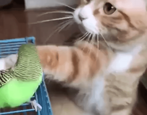 The cat won't hurt bird❤️ #kitty #kitten #cat #cats #lovemycat #pet #pets #lovelycat #funnypictures #cutecats #funnyvideos #petrip