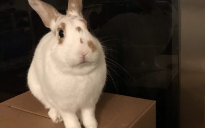 Arlington Pet of the Week: Bobby