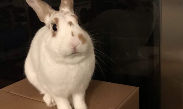 Arlington Pet of the Week: Bobby